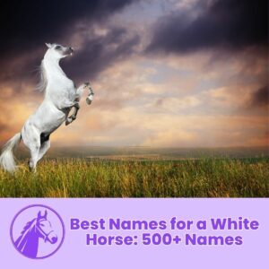Read more about the article Best Names for a White Horse : 500+ Names
