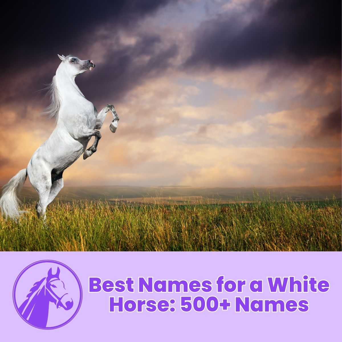You are currently viewing Best Names for a White Horse : 500+ Names