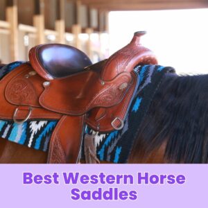Read more about the article Best Western Horse Saddles: Top Picks for Comfort and Durability