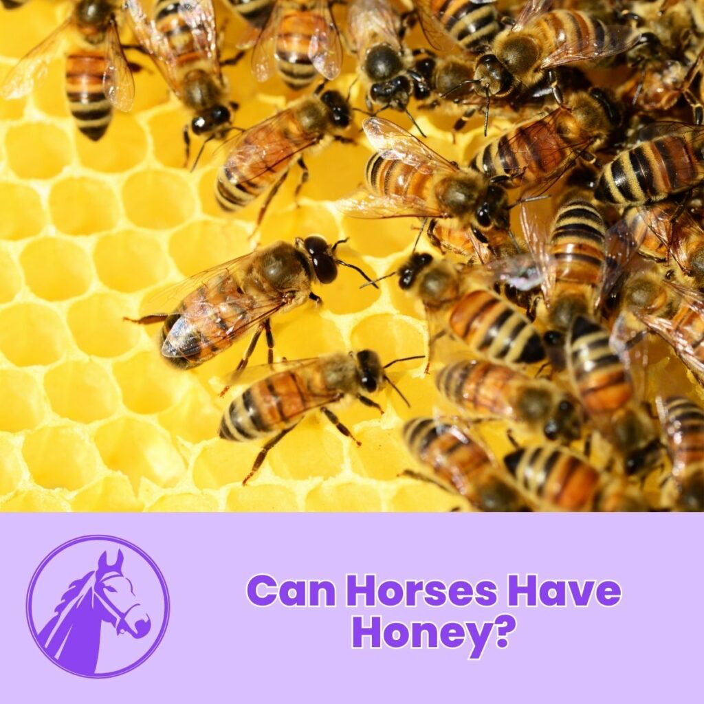 Can Horses Have Honey?