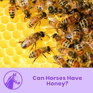 Read more about the article Can Horses Have Honey?
