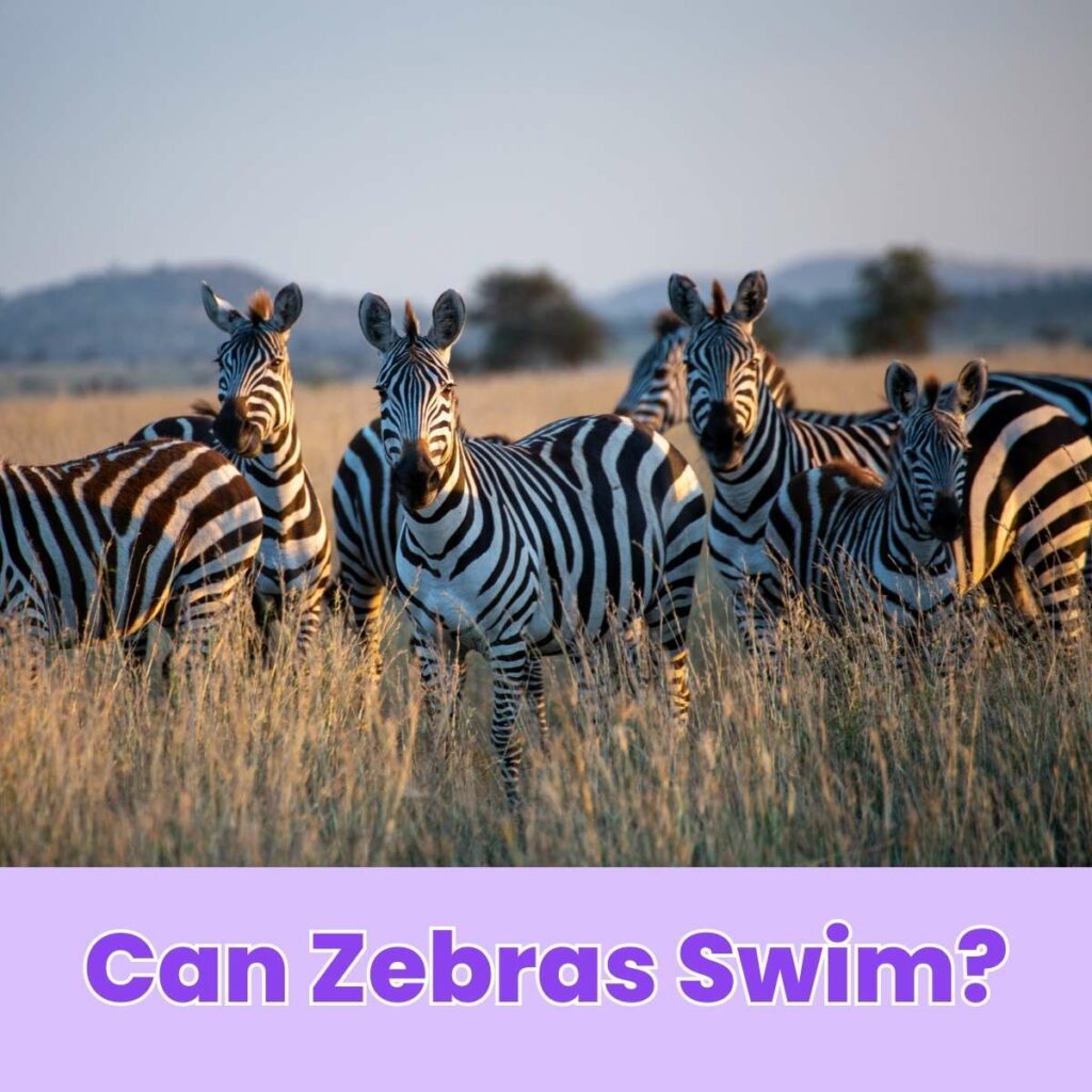 Can Zebras Swim?