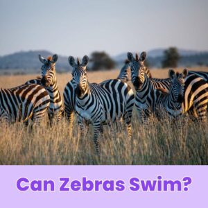 Read more about the article Can Zebras Swim?