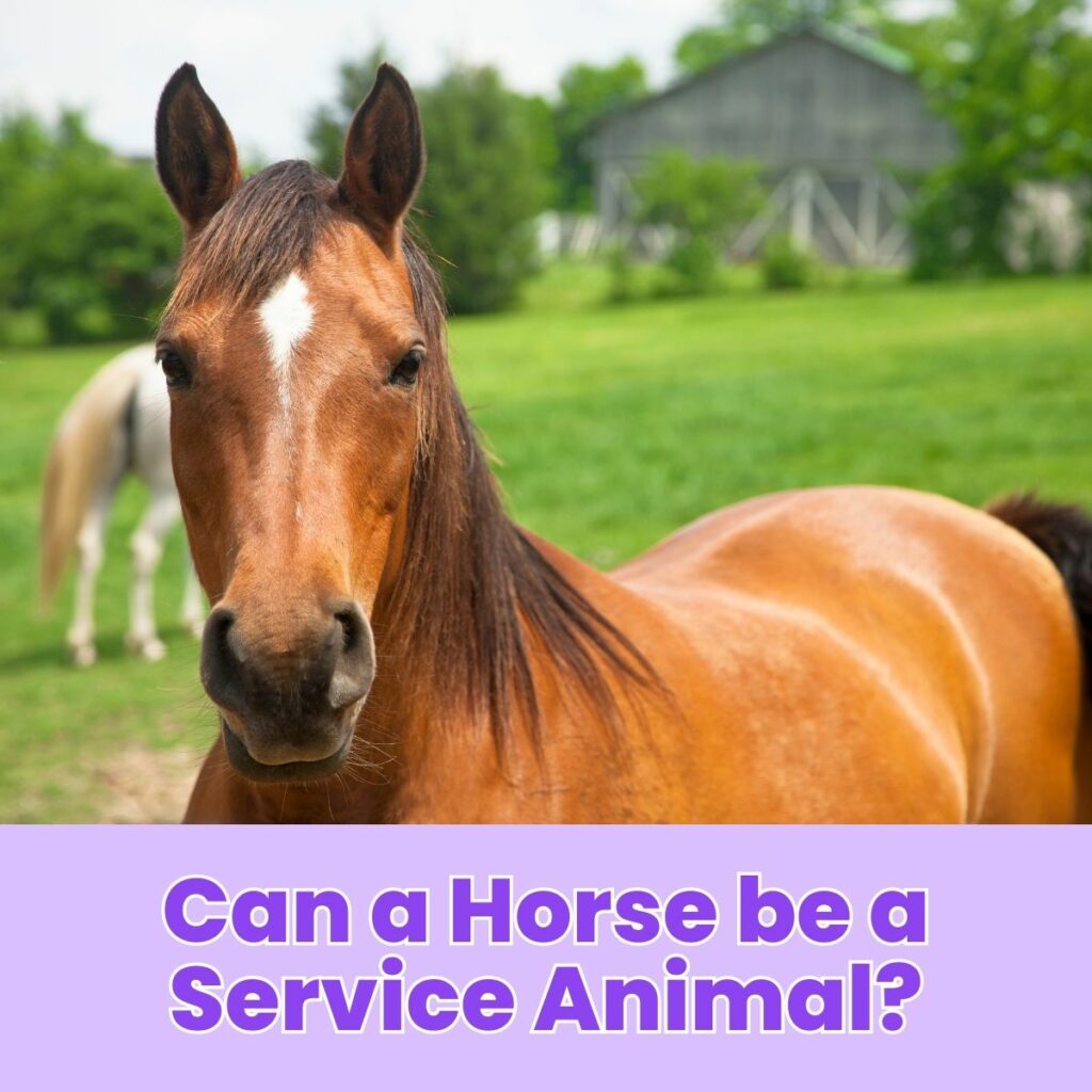 Can a Horse be a Service Animal?