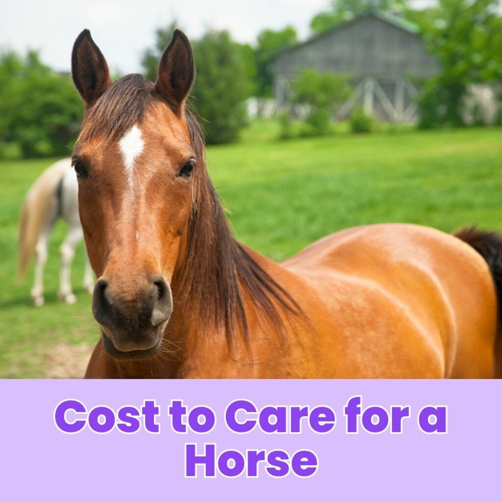Cost to Care for a Horse