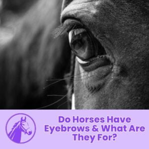 Read more about the article Do Horses Have Eyebrows & What Are They For?