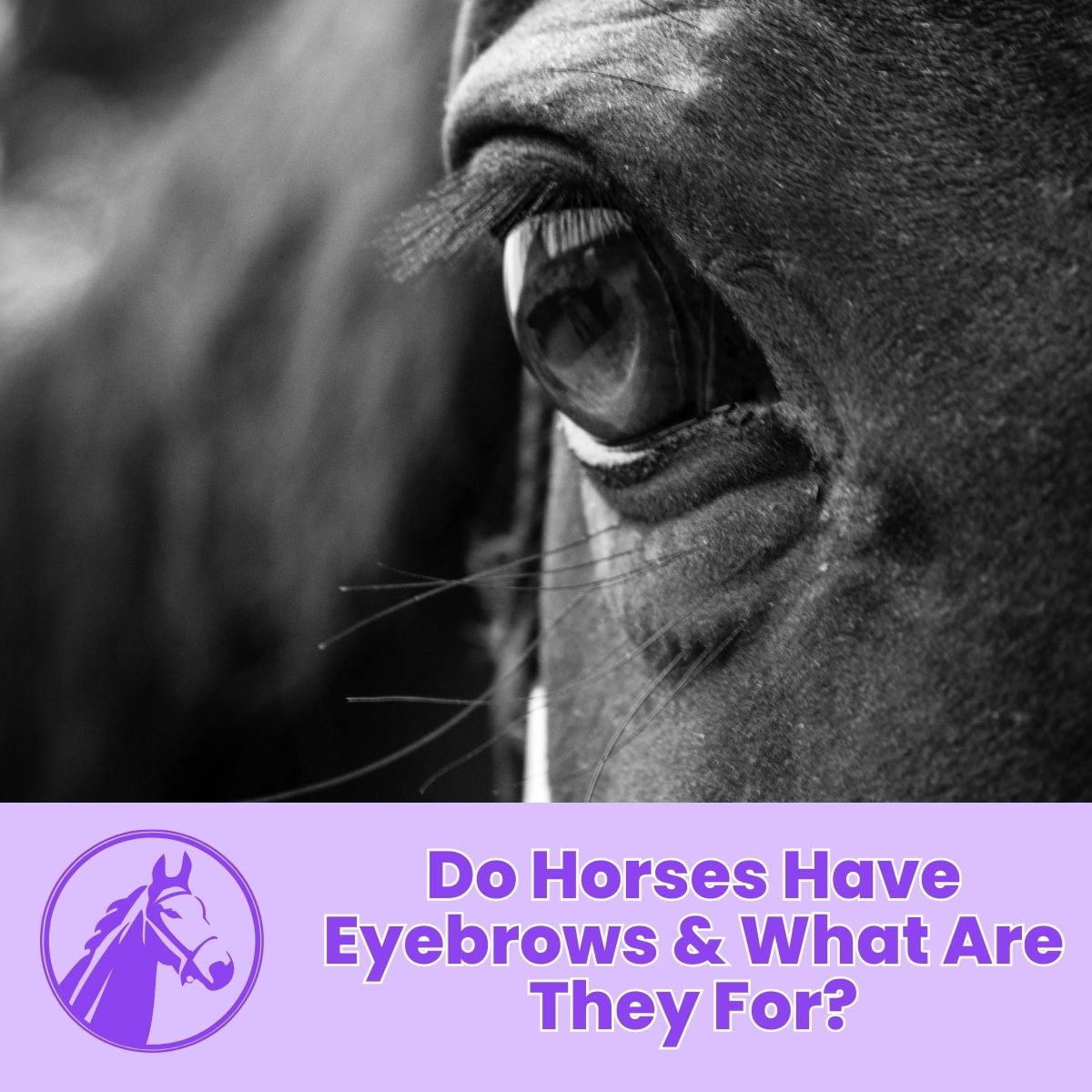 You are currently viewing Do Horses Have Eyebrows & What Are They For?