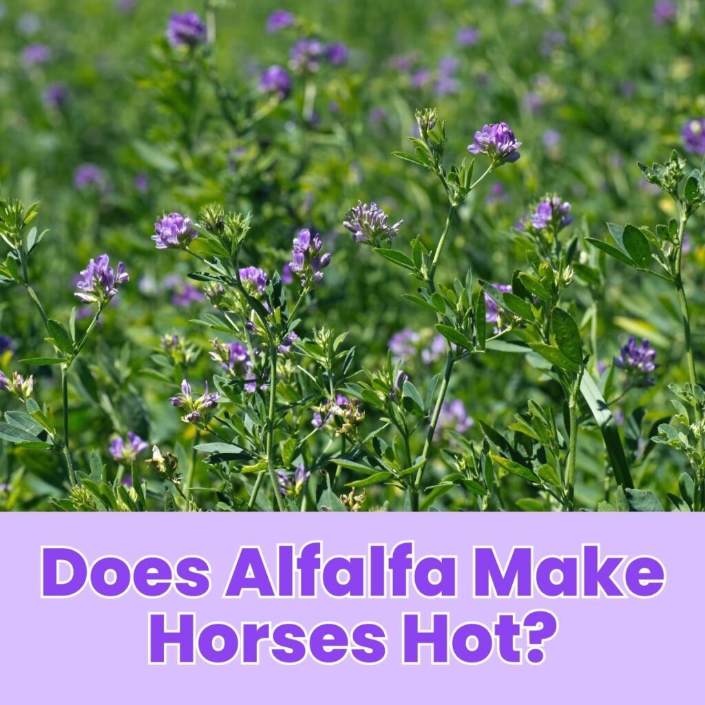 Does Alfalfa Make Horses Hot?
