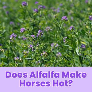 Read more about the article Does Alfalfa Make Horses Hot?