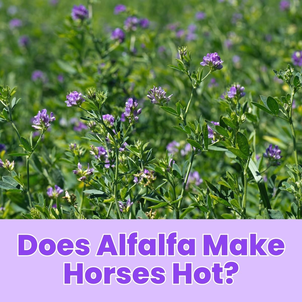 You are currently viewing Does Alfalfa Make Horses Hot?