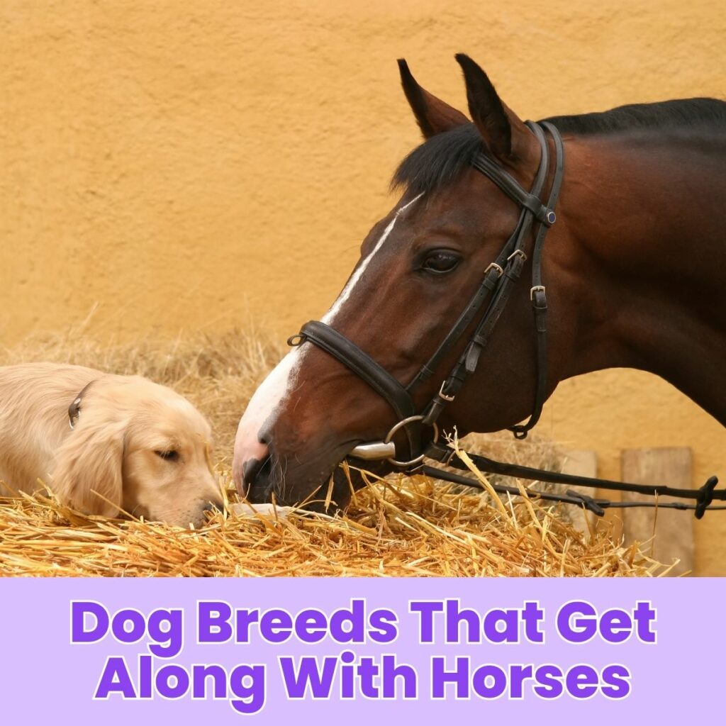 Dog Breeds That Get Along With Horses
