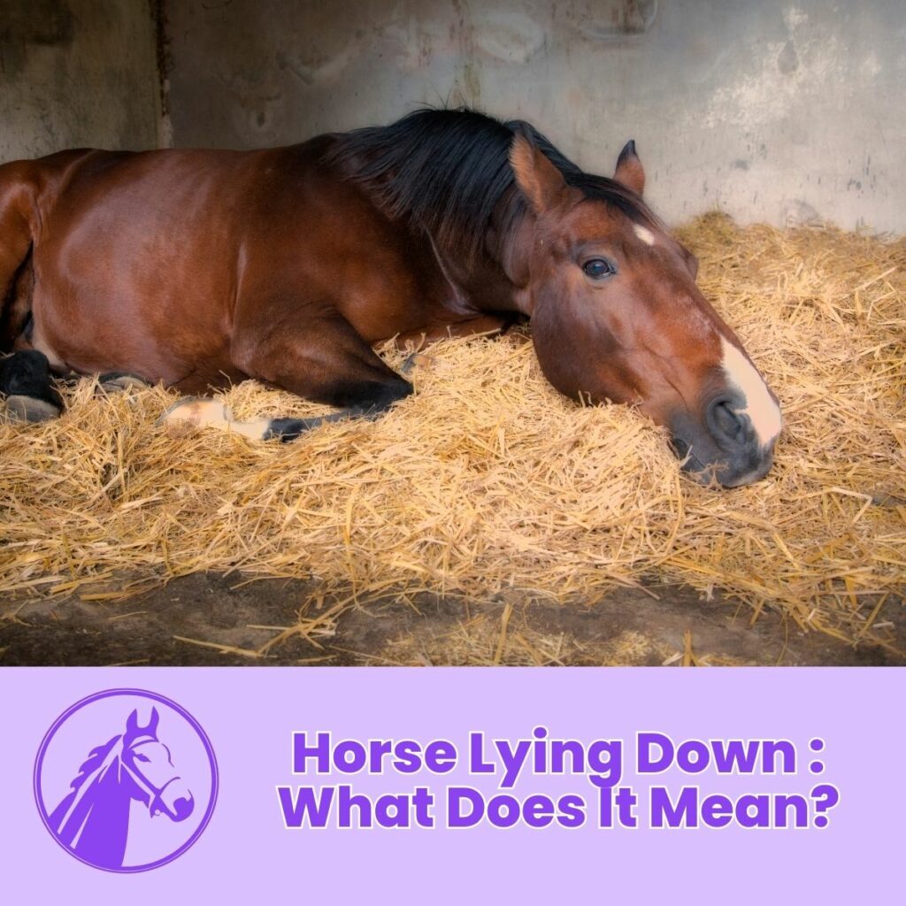 Horse Lying Down : What Does It Mean?