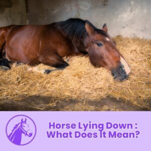Read more about the article Horse Lying Down : What Does It Mean?