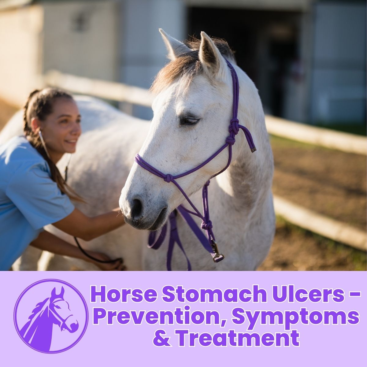 You are currently viewing Horse Stomach Ulcers – Prevention, Symptoms & Treatment