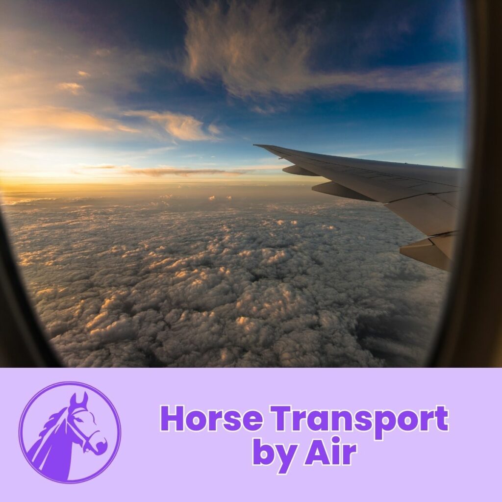 Horse Transport by Air