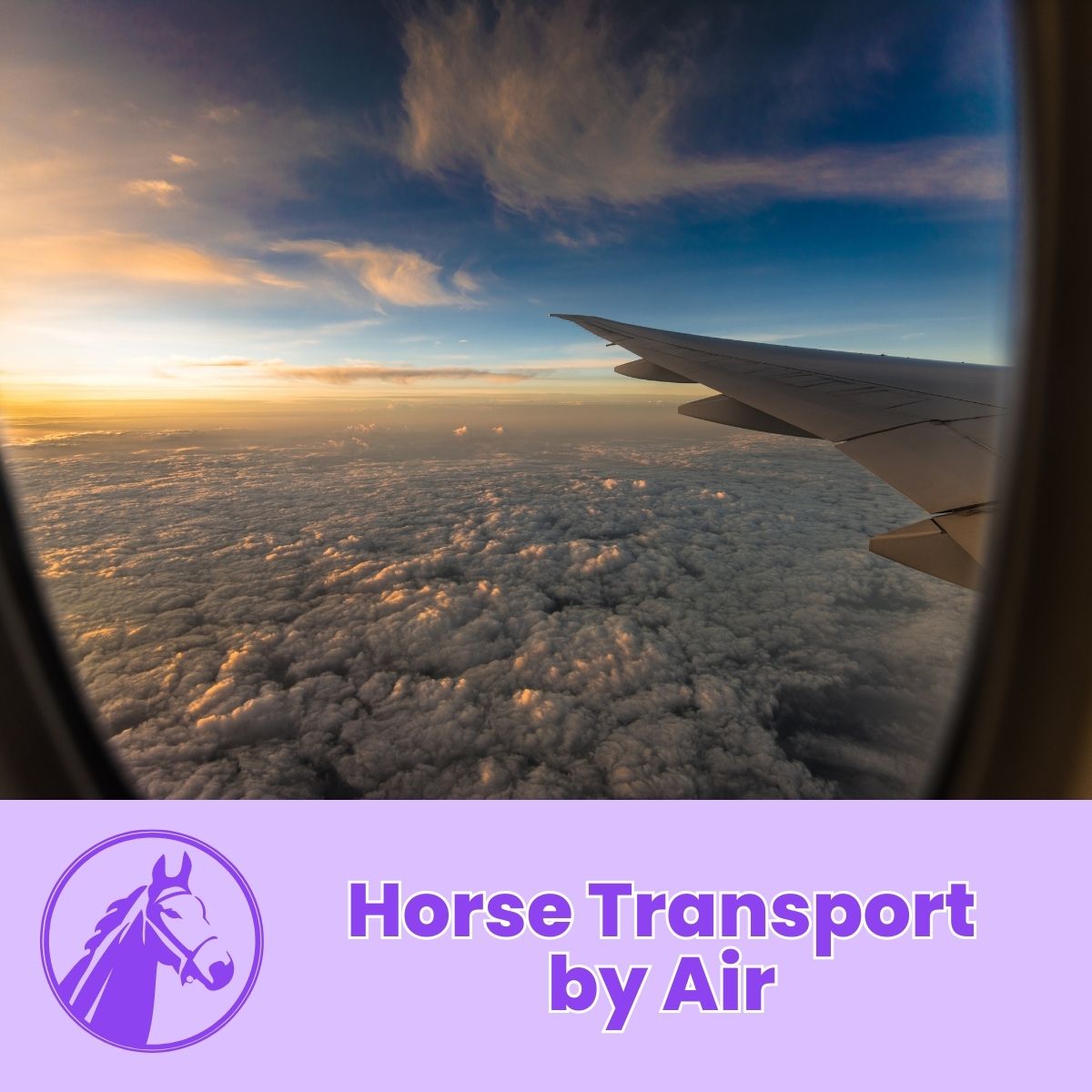 You are currently viewing Horse Transport by Air