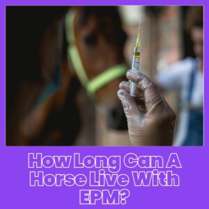 Read more about the article How Long Can a Horse Live with EPM: Expert Insights on Equine Protozoal Myeloencephalitis