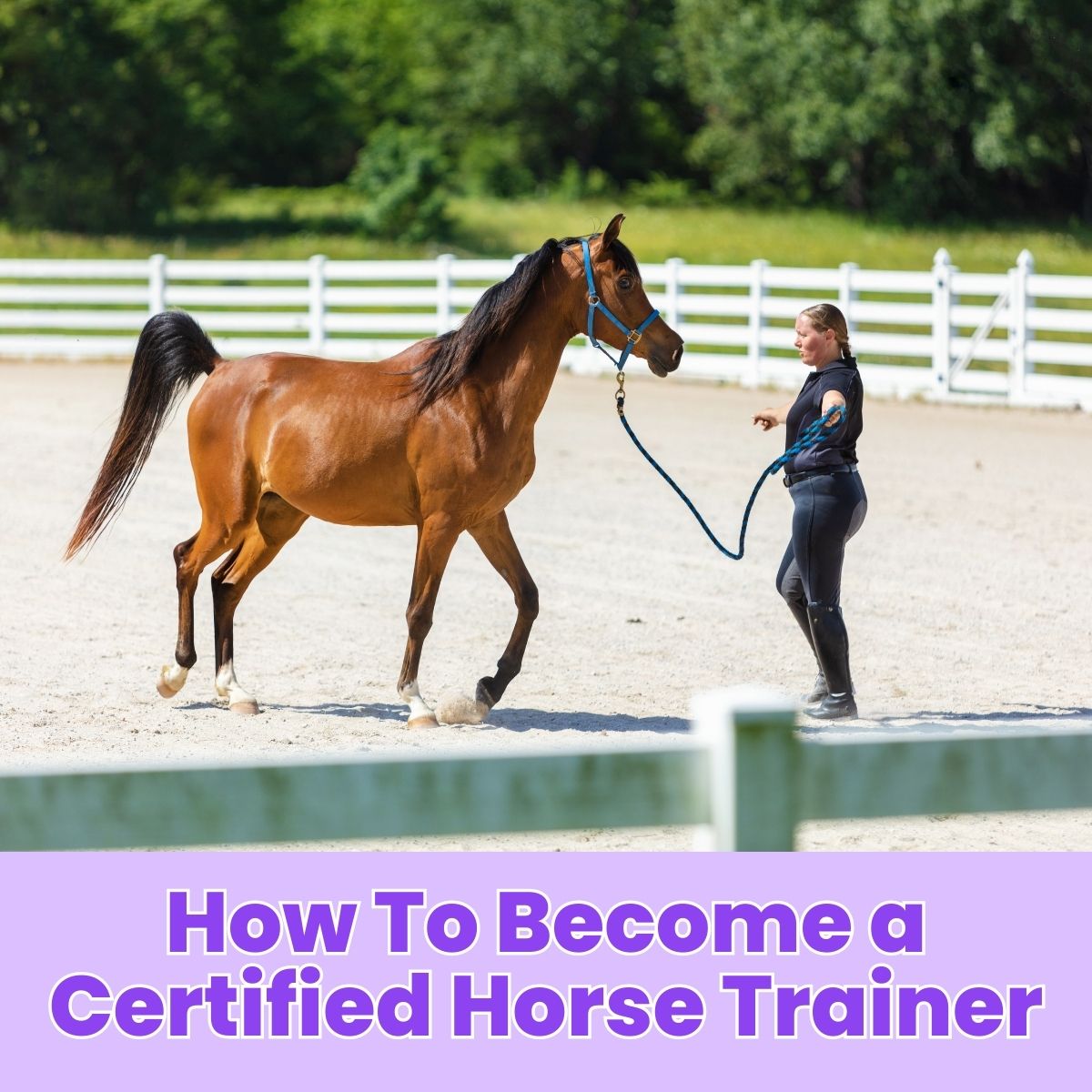 You are currently viewing How to Become a Certified Horse Trainer: A Step-by-Step Guide