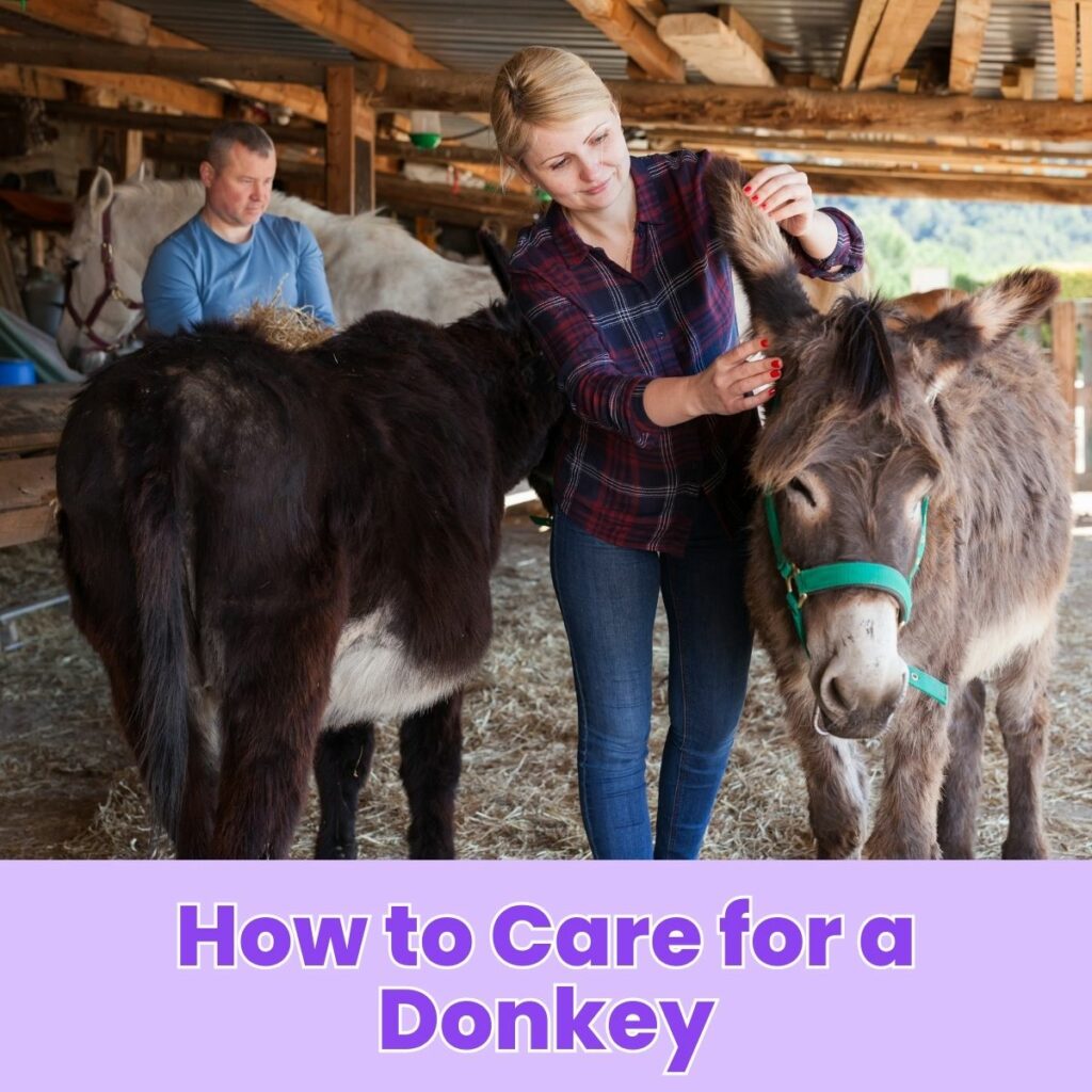 How to Care for a Donkey: Essential Tips for Proper Donkey Care