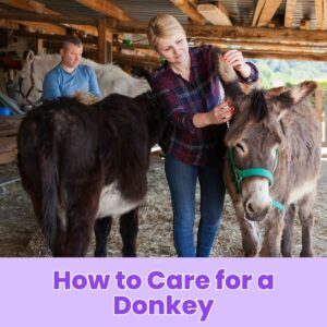 Read more about the article How to Care for a Donkey: Essential Tips for Proper Donkey Care