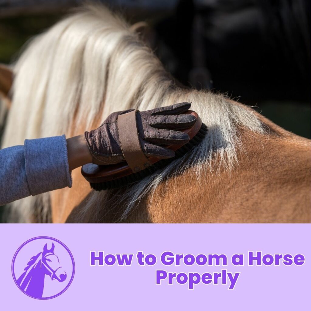 How to Groom a Horse Properly: A Comprehensive Guide