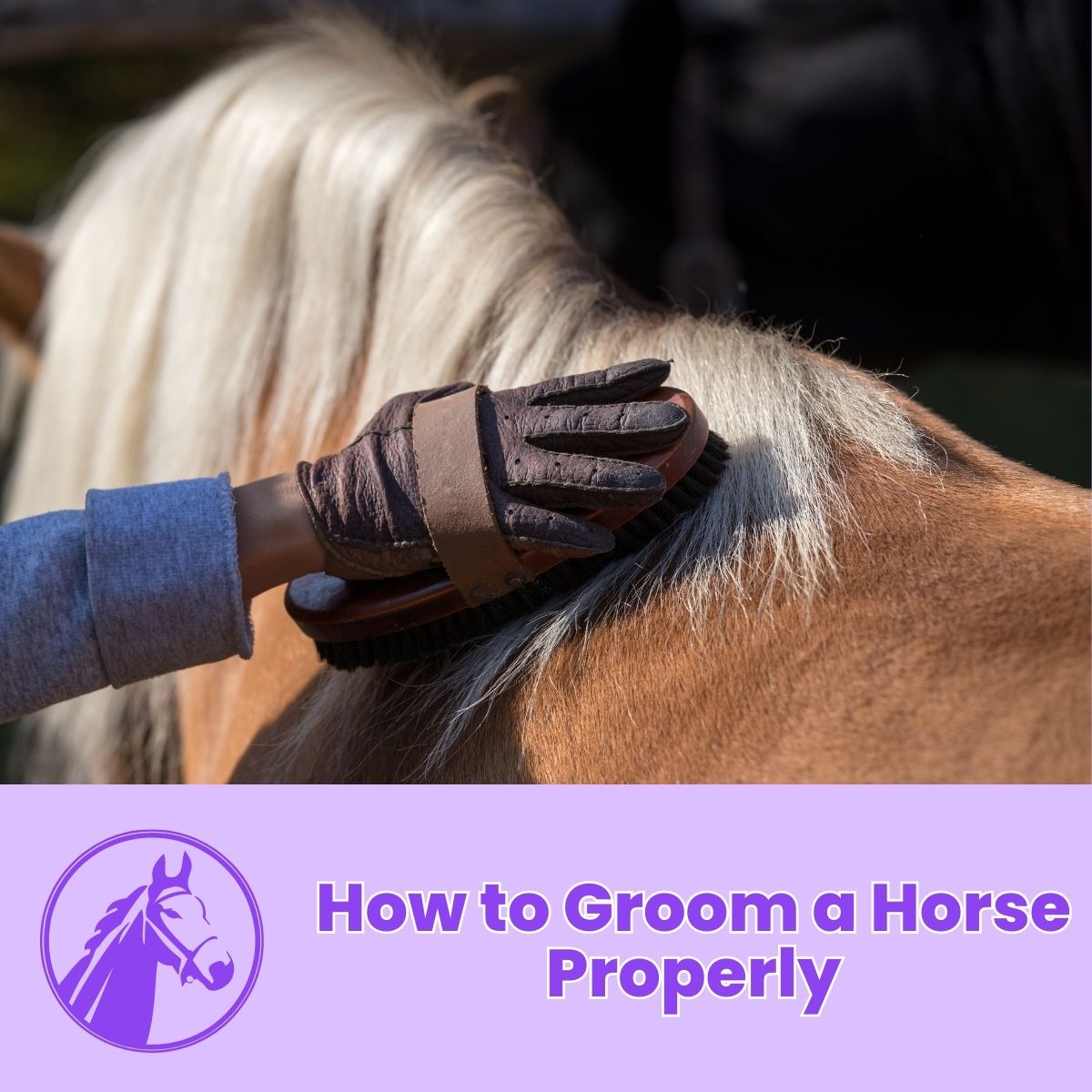 You are currently viewing How to Groom a Horse Properly: A Comprehensive Guide