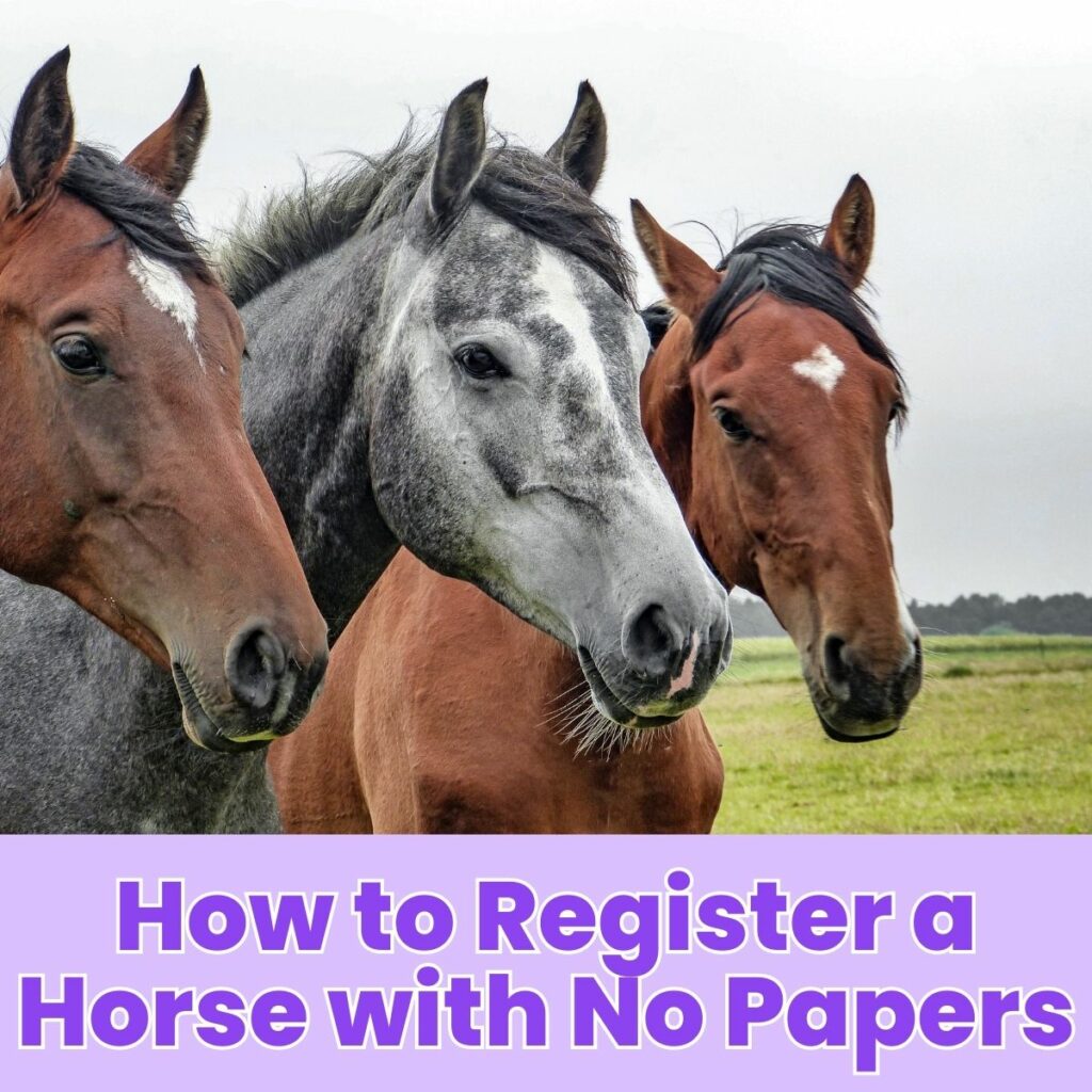 How to Register a Horse with No Papers: Step-by-Step Guide