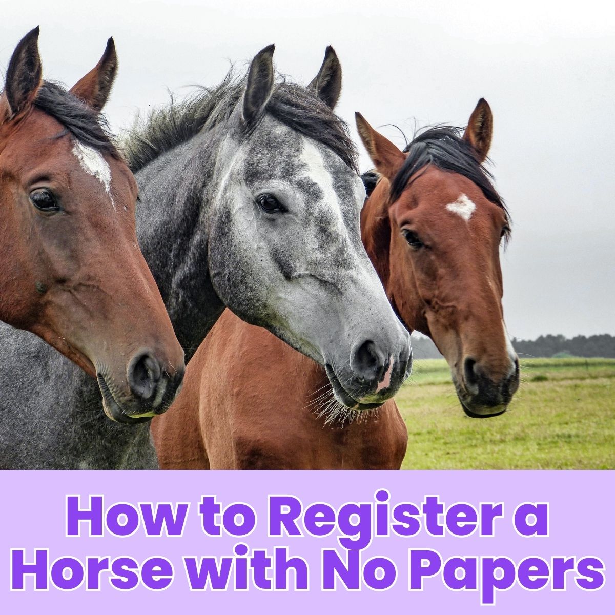 You are currently viewing How to Register a Horse with No Papers: Step-by-Step Guide