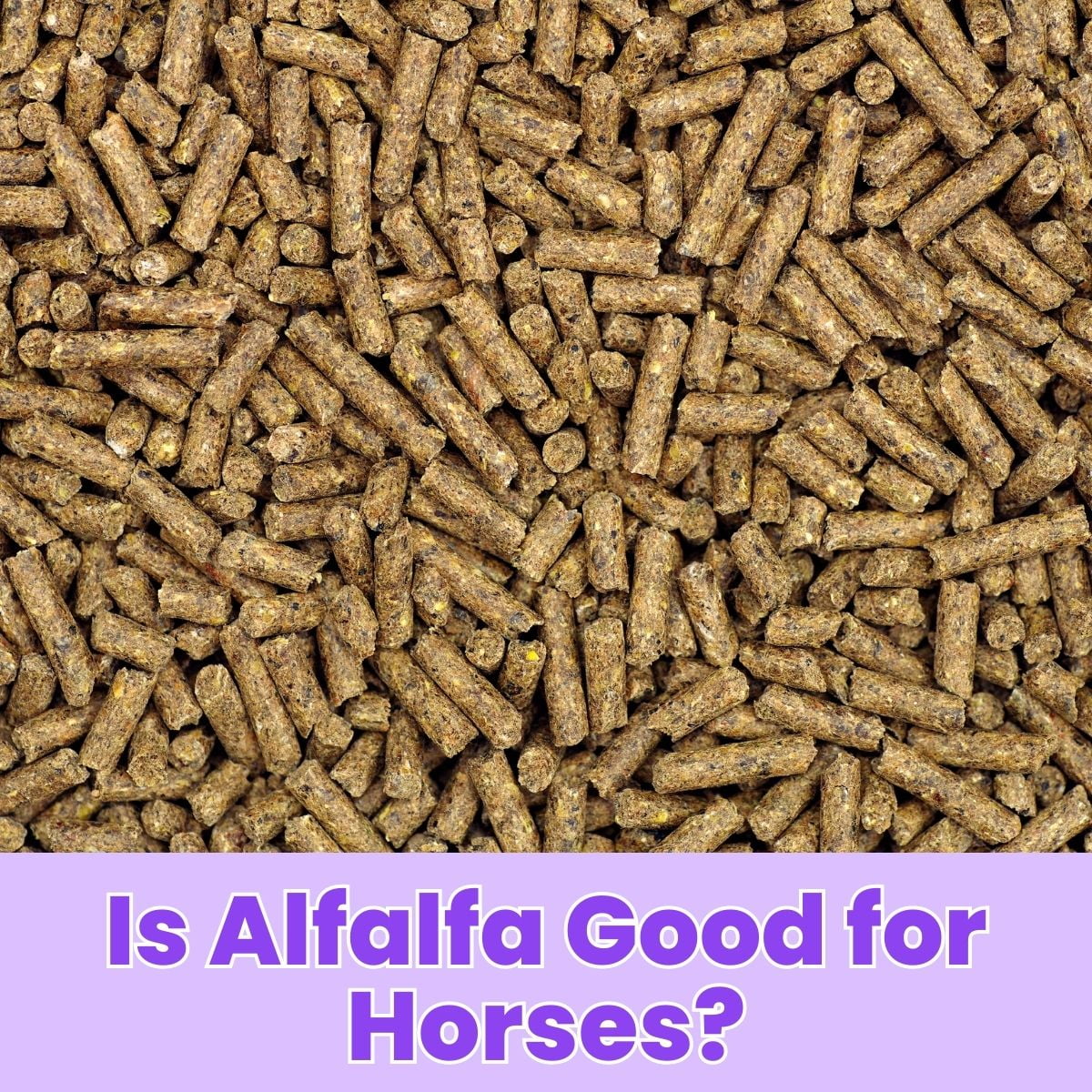 You are currently viewing Is Alfalfa Good for Horses? A Comprehensive Analysis