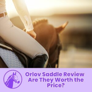 Read more about the article Orlov Saddle Review – Are They Worth the Price?