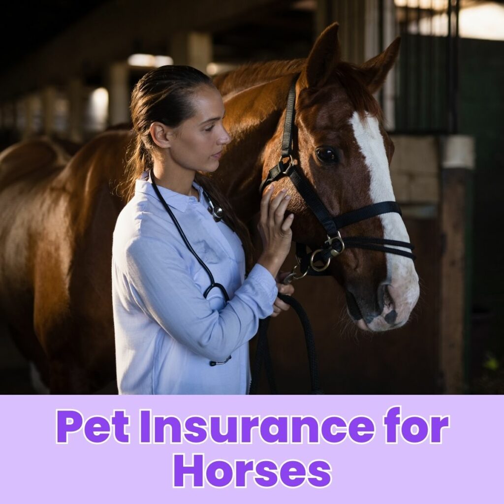 Pet Insurance for Horses