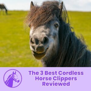 Read more about the article The 3 Best Cordless Horse Clippers Reviewed