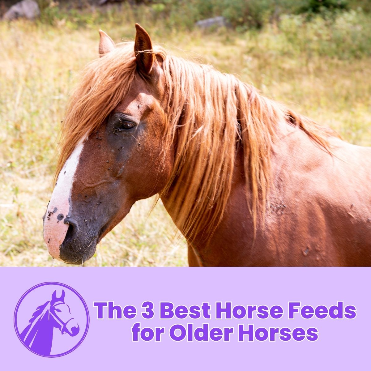 You are currently viewing The 3 Best Horse Feeds for Older Horses