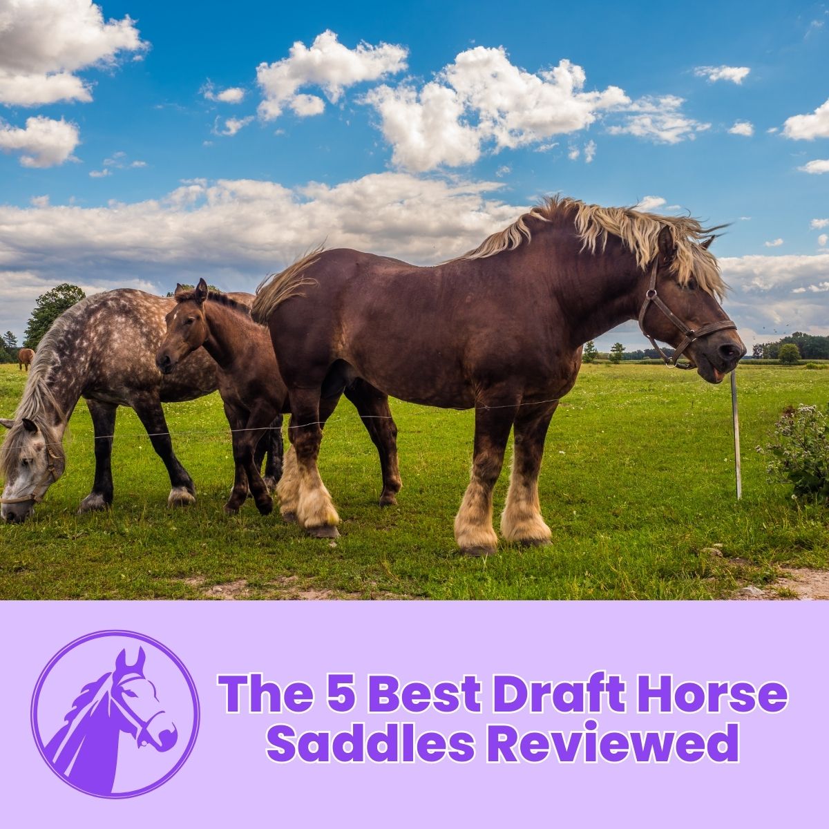 You are currently viewing The 5 Best Draft Horse Saddles Reviewed