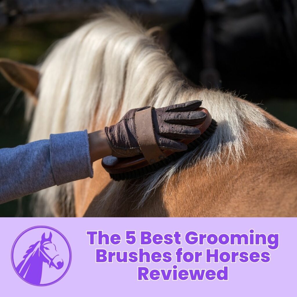 The 5 Best Grooming Brushes for Horses Reviewed