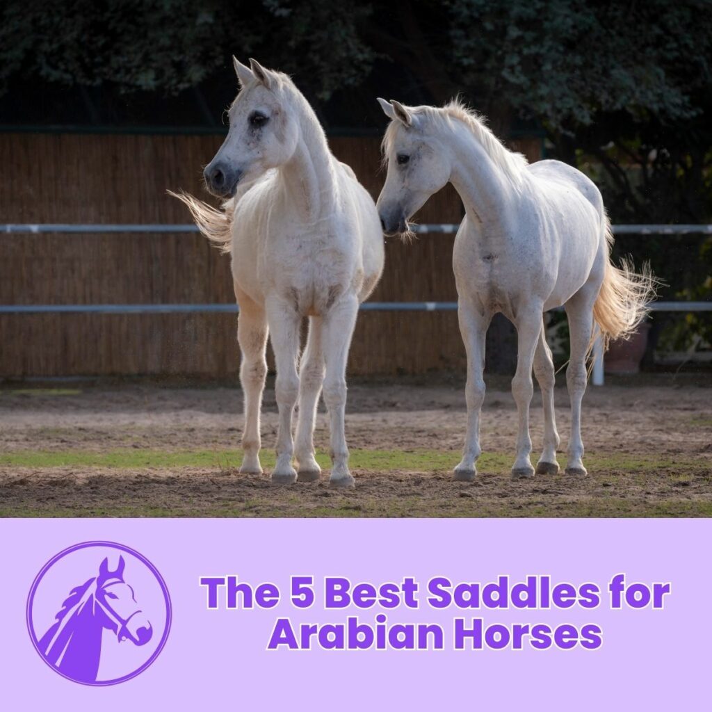 The 5 Best Saddles for Arabian Horses
