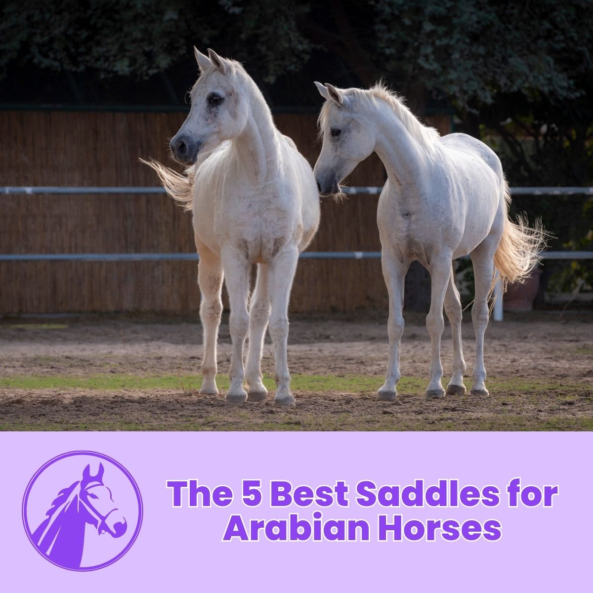 You are currently viewing The 5 Best Saddles for Arabian Horses