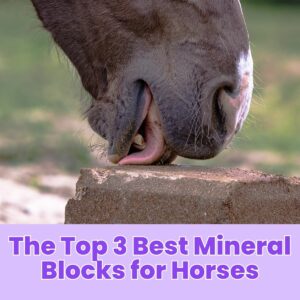 Read more about the article The Top 3 Best Mineral Blocks for Horses