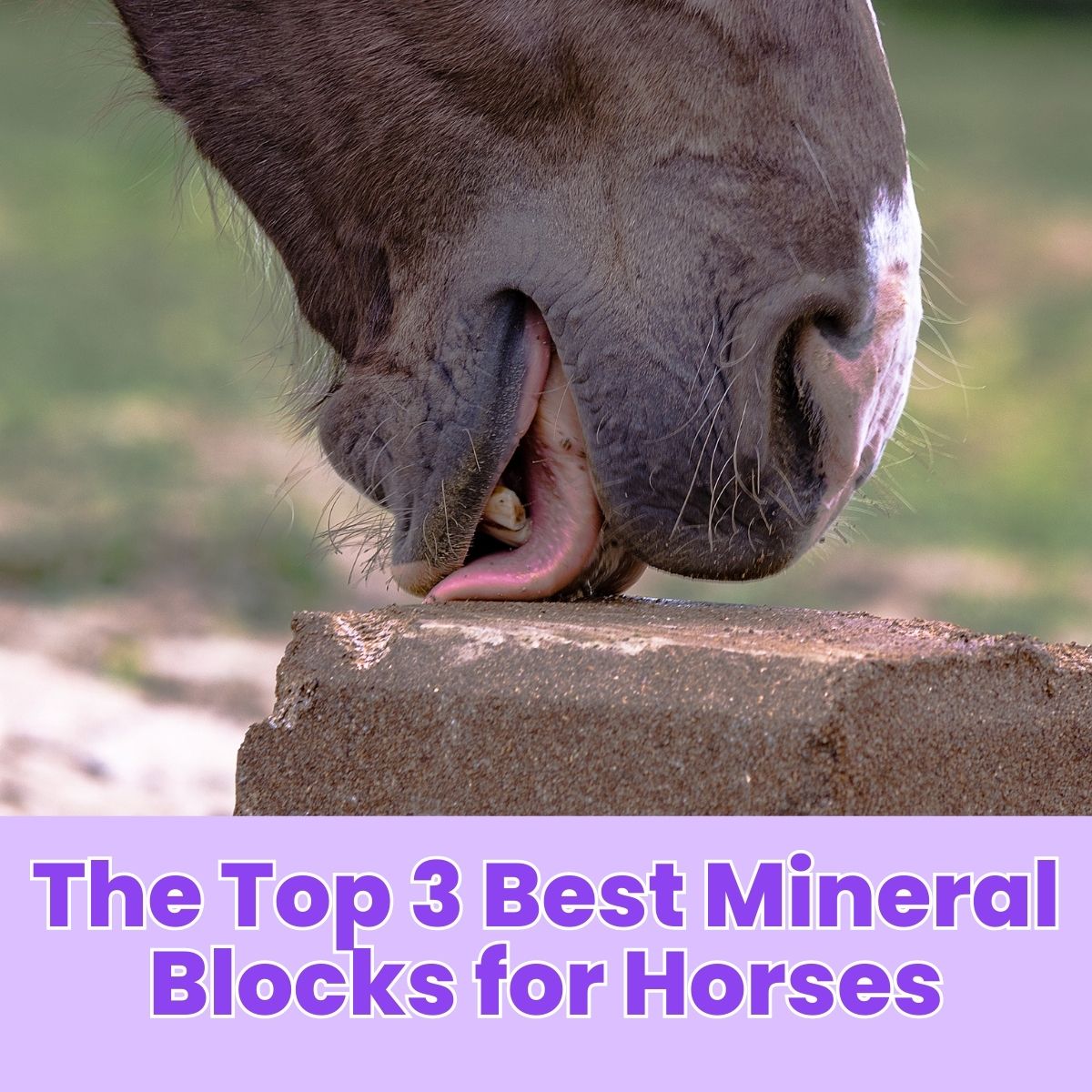 You are currently viewing The Top 3 Best Mineral Blocks for Horses