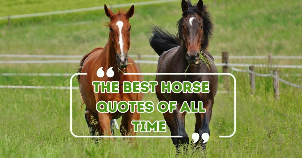 The best horse quotes of all time