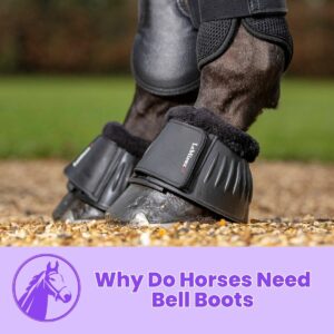 Read more about the article Why Do Horses Need Bell Boots – Truth Revealed
