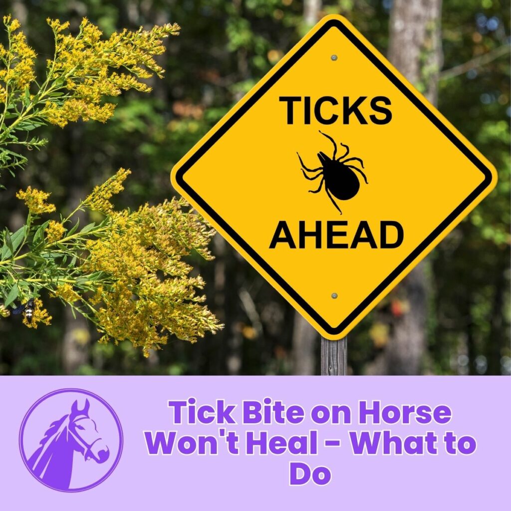 Tick Bite on Horse Won't Heal - What to Do