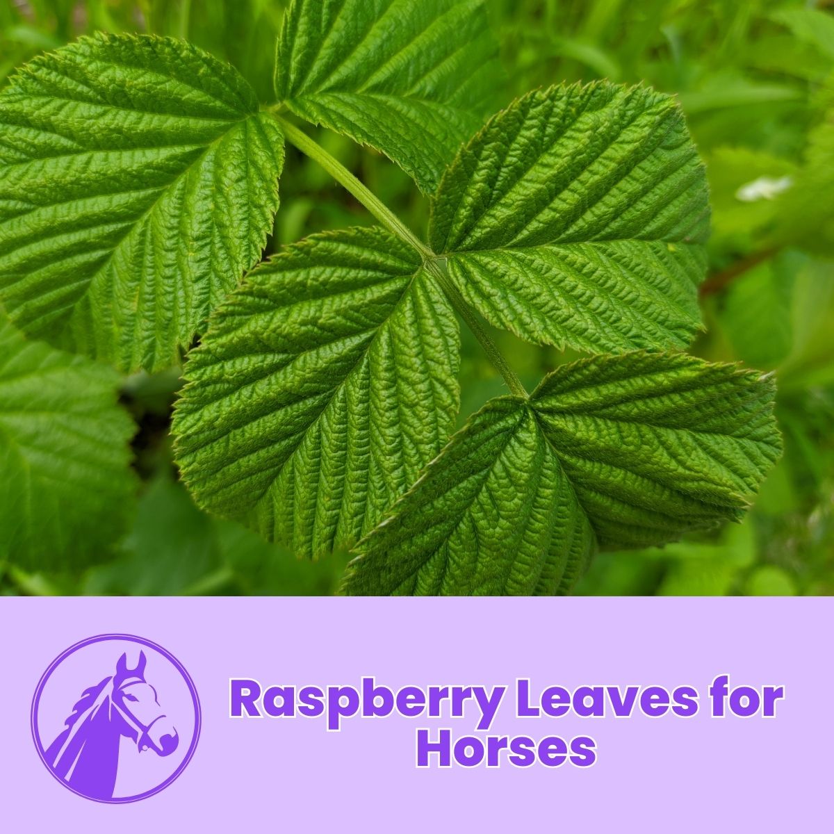 Read more about the article Raspberry Leaves for Horses: Natural Aid for Horse Health
