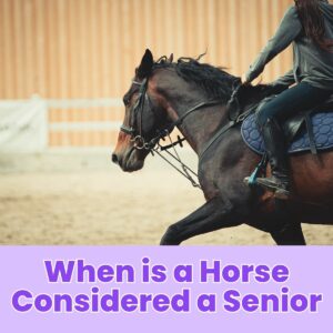 Read more about the article When is a Horse Considered a Senior?