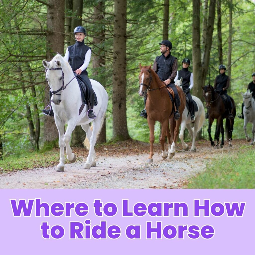 Where to Learn How to Ride a Horse