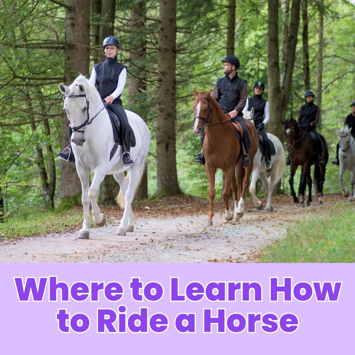You are currently viewing Where to Learn How to Ride a Horse