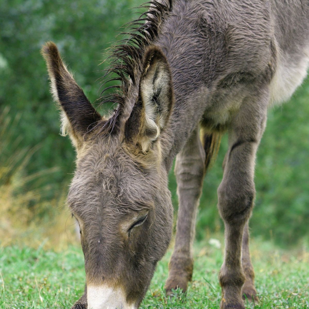 Read more about the article Top 3 Best Pellet Feed for Donkeys