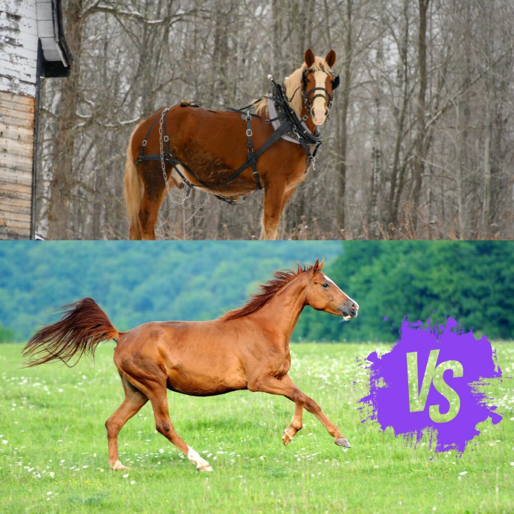 Clydesdale Horse vs Regular Horse - Which Is Best For Me?