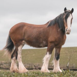 Read more about the article Clydesdale Horses Price: What You Need to Know