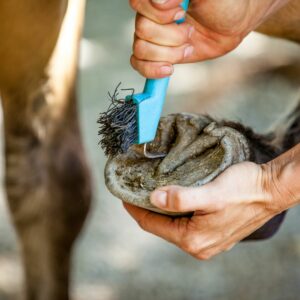 Read more about the article How to Clean a Horse’s Hooves